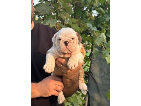 Bulldog ırkının en iyi detayları