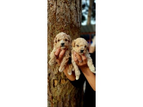 Toy poodle