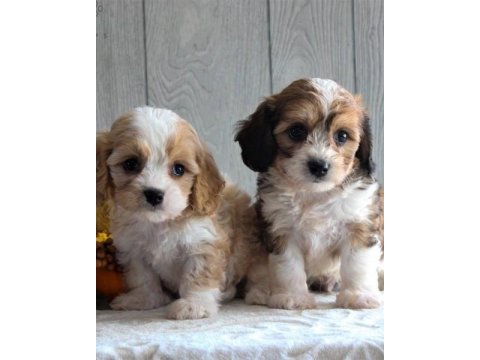 Morkie yavrular kahverengi beyaz