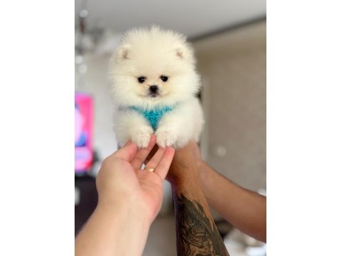 Teacup ayıcık pomeranian