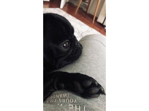 1 yaşında siyah dişi pug acil yuva aranıyor