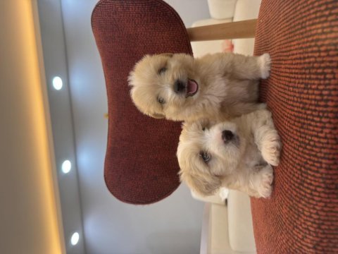 Minik maltipoo bebeklerim