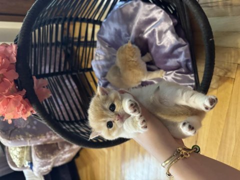 Ny 12 scottish fold yavrularımız