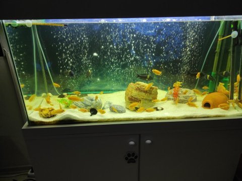 Tropheus duboisi maswa 6 tane ciklet 50 tane