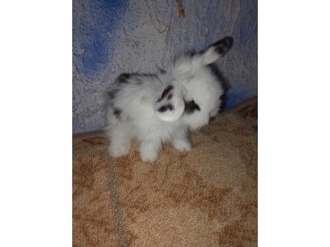 Teddy lop tavşan yavrular mavi göz