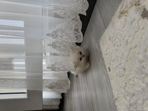 Sevimli yavru british longhair