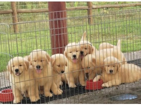 İddialıyız türkiyenin en iyi golden retriever yavruları