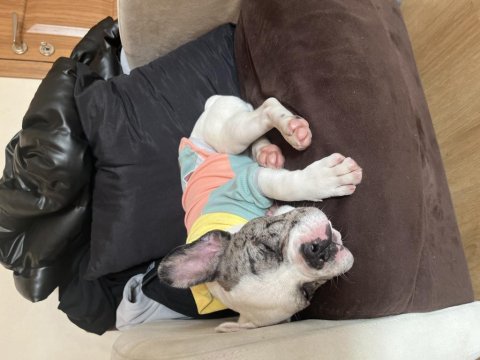 5. 5 aylık erkek french bulldog ücretli