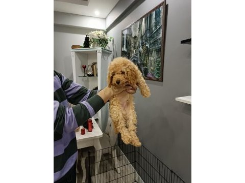 3 aylık toy poodle