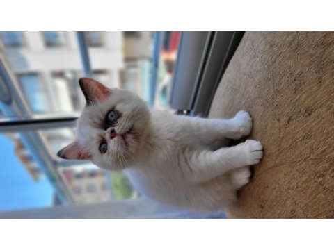 İran kedisi yavruları yeni yuvasına kavuşmayı bekliyor