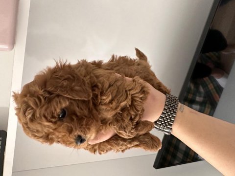 Orjinal red poodle