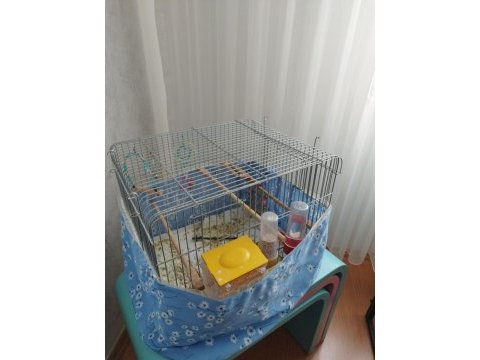 1 çift jumbo muhabbet kuşu