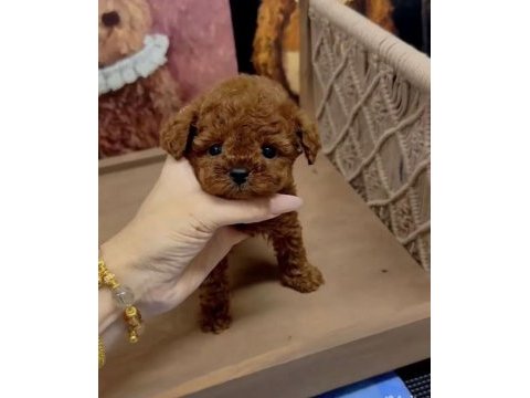 Kore kan tea cup poodle yavrumuz