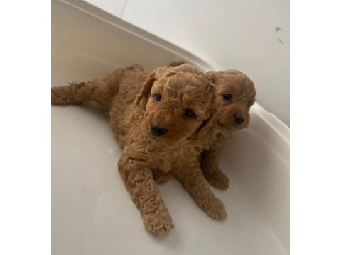 Sevimli toy poodle yavrular eskişehir