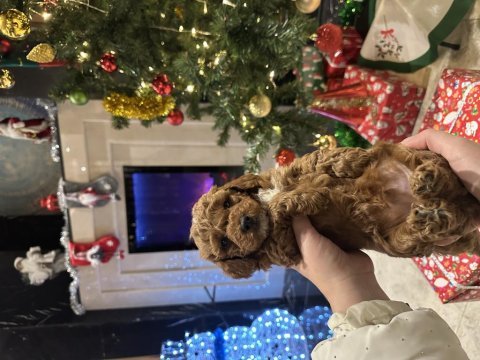 Muhteşem safkan toy poodle