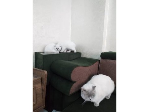 Blue point british shorthair yavrular