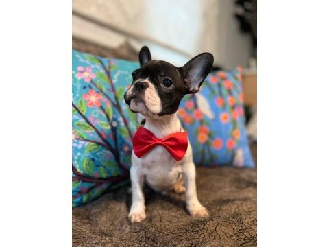 Safkan yakışıklı french bulldog