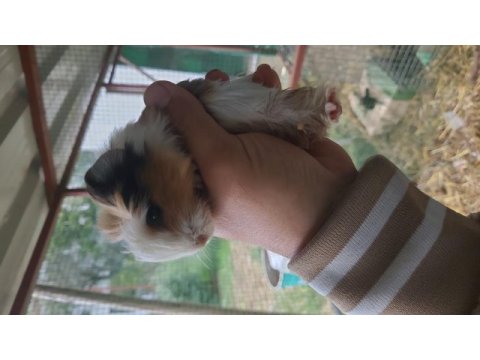 Ginepig ve kafes setleri (tüm yaşam malzemeleri)