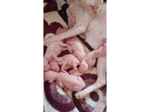 4 tene sfenks yavrumuz kaldı çok uygun ve çok sevecenler