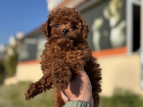Petmode köpek çiftliğinde ziyarete açık toy poodle