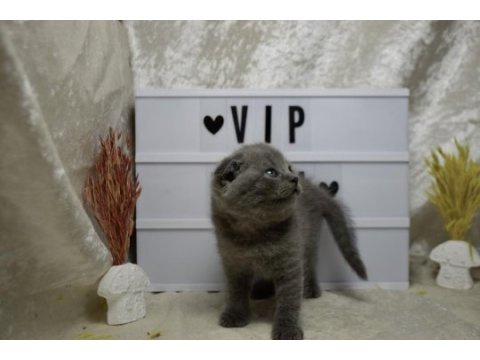 Safkan top kafa scottish fold yavrumuz