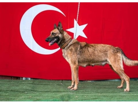 Kral babadan malinois yavrular