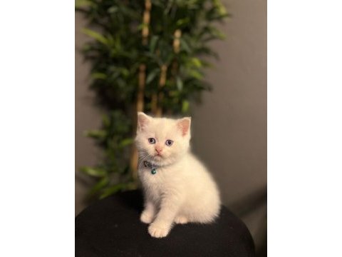 Beyaz brıtısh shorthair yavrularım 