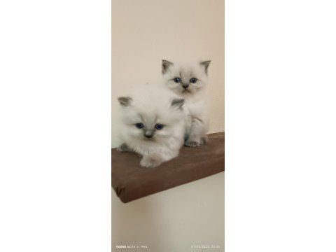 Dişi safkan british longhair
