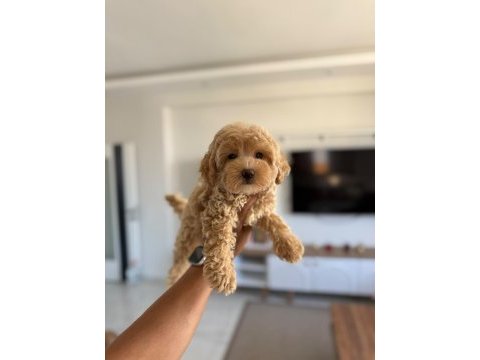 Mini boy maltipoo bebekler