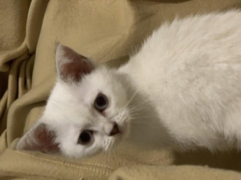 Adana anne altından british shorthair yavrular