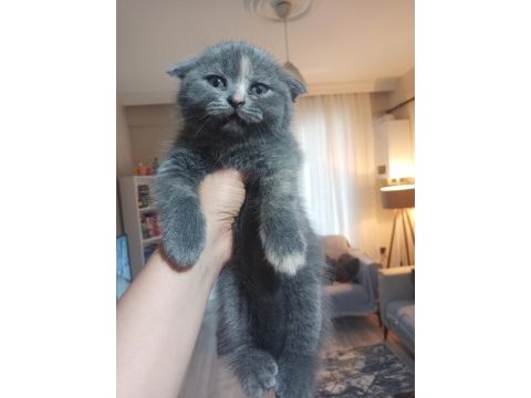 İran blue point kırması melez kedimiz