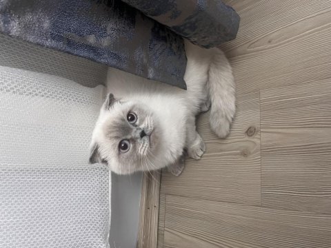 Pamuk scottish fold kızımıza yuva arıyoruz