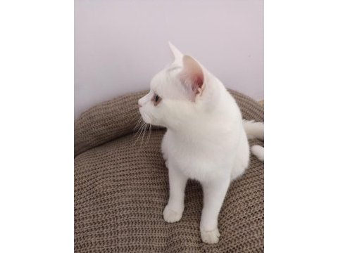 British shorthair beyaz kedimiz yuvasını arıyor