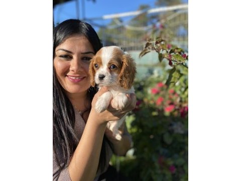 Sağlık ve ırk garantili cavalier king charles yavrularım