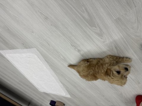 6 aylık apricot maltipoo