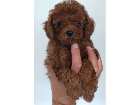 Aşılı mikro çipli pasaportlu toy poodle yavrularımız