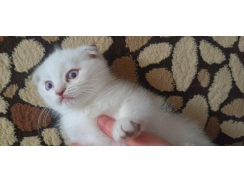 2 aylık scottish fold yavrularımız yeni yuvalarını arıyor