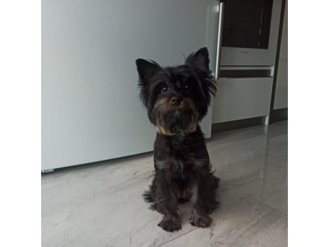 Samimi ve içten akıllı yorkshire terrier