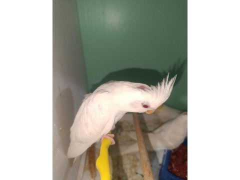 Albino sultan papağanı yavru