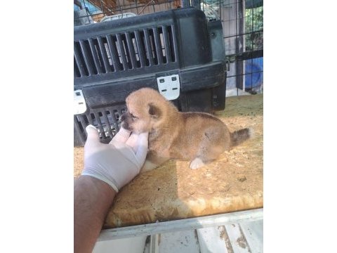 Akita inu yavru 3 aylık yavru köpekler