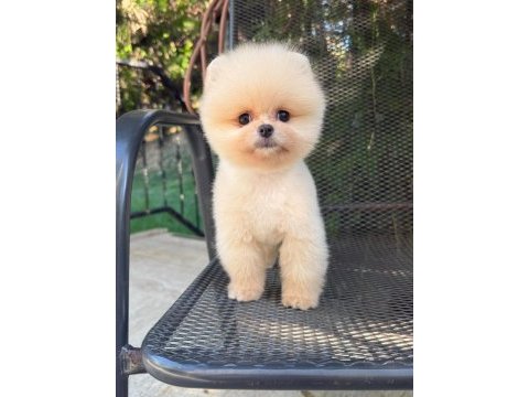 Pomeranian boo kusursuz