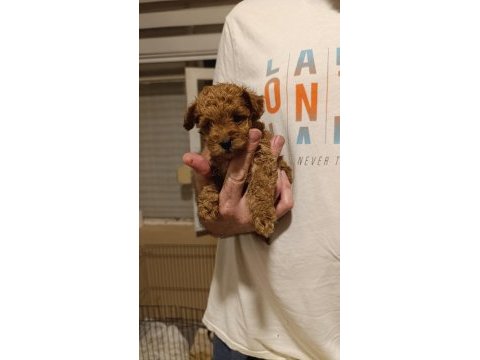Toy poodle yavrumuz