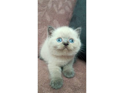 British shorthair koca kafa yavrularımız