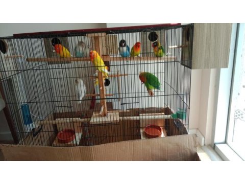 Sevda cennet papağanlar