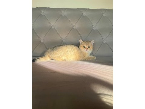 Safkan british shorthair golden&point yavrular
