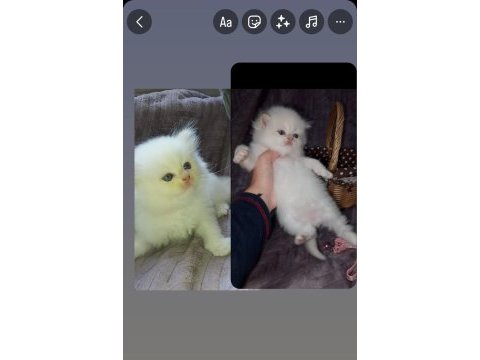British longhair & shorthair point &golden yavrular