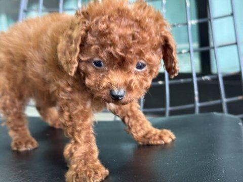 Petmode köpek çiftliğinden tea cup poodle