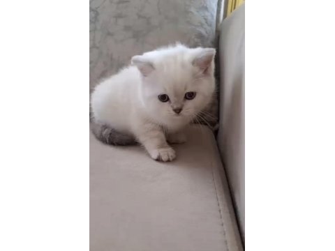 Safkan orjinal ırk yavru kedilerimiz