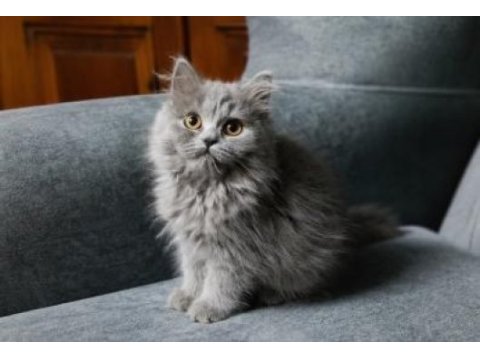 British longhair blue