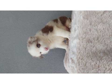 Rengarenk border collie yavrularımız